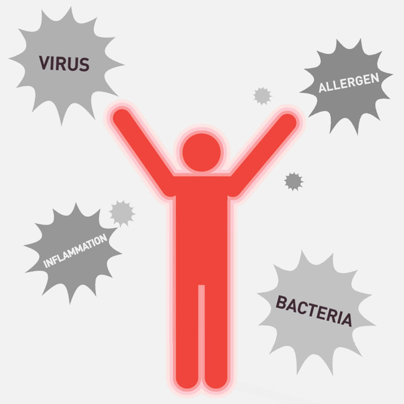 ✓ Supports immunity  ✓ Prevents URTI  ✓ Ameliorates periodontal pocket depth  ✓ Anti-inflammatory  ✓ Accelerates production of skin health-enhancing hyaluronic acid